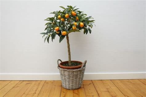 21 Beautiful Indoor Fruit Tree Pictures for Inspiration