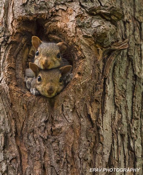 Squirrel Behaviour - Nest Sharing | Wildlife Online