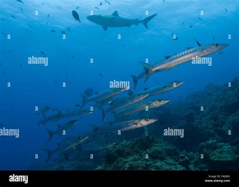 Barracuda and shark Stock Photo - Alamy