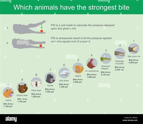 Which animals have the strongest bite. The jaw bones of each animals ...