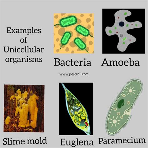 Unicellular Organisms Examples