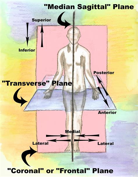 Anatomical Directions And Positions