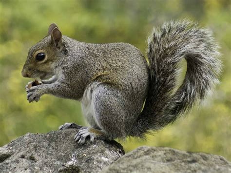 Top 20 Facts about Squirrels - Species, Behavior, Food & More | Facts.net