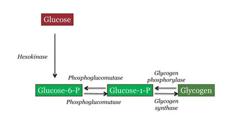 NEW GLYCOGEN DEGRADATION STEPS - Glycogen