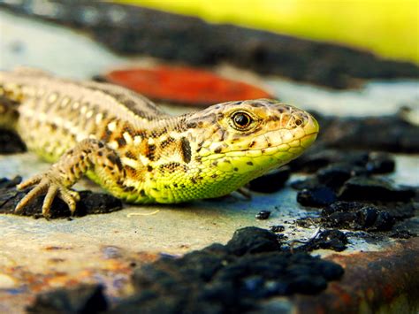 Free Sand Lizard - female 2 Stock Photo - FreeImages.com