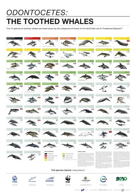 New Scientific Review on Toothed Whales Now Online | ASCOBANS