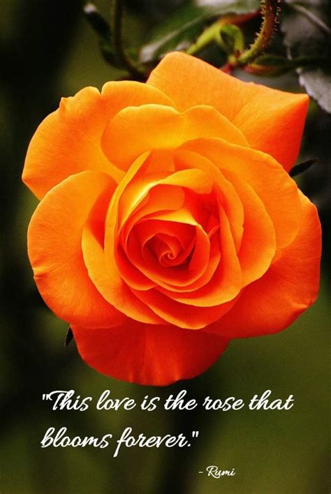 Rose Love Quotes For Him - Lari Sharia