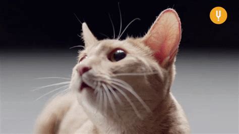 Secret Life Of Cats GIFs - Get the best GIF on GIPHY