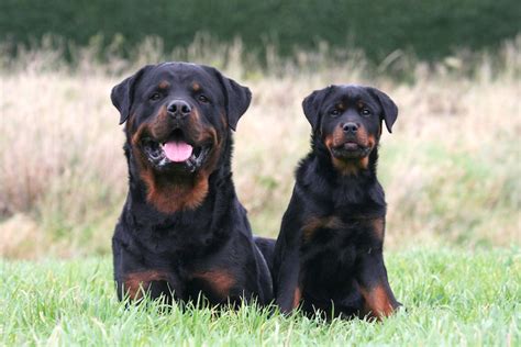 Top 65+ imagen rottweiler are they good family dogs - abzlocal fi