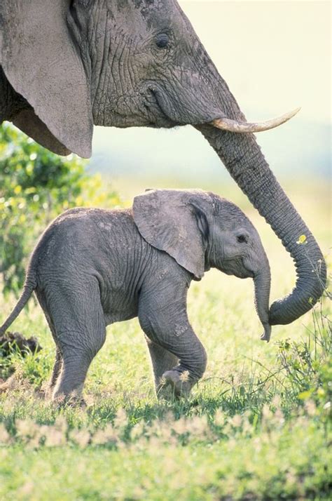 cute baby elephant with mother : r/Elephants