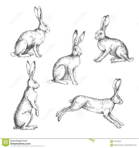 Vector Set Of Vintage Illustrations Of Hares Isolated On White. Stock ...