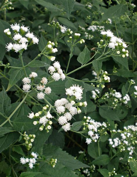 Outdoor Illinois Journal: White Snakeroot