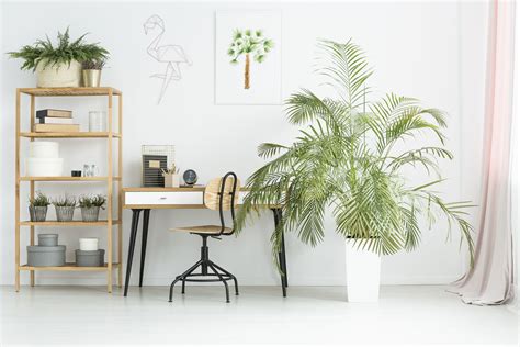 The 7 Best Office Plants of 2021