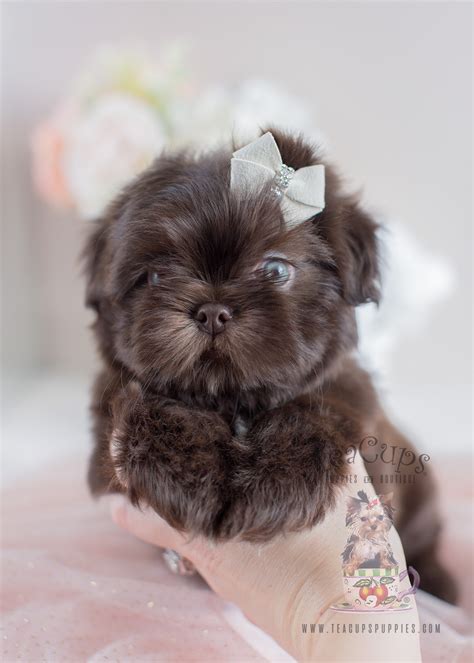 69+ Teacup Maltese Shih Tzu Puppies For Sale In Melbourne Image ...