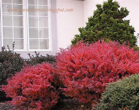 Garden Sense: Fall Color - Shrubs