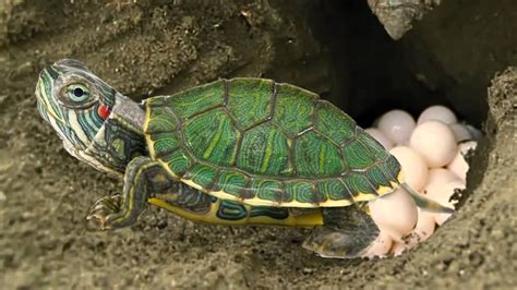 Where To Find Red Eared Slider Turtle Eggs?