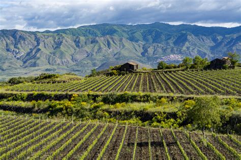 A Guide to Sicilian Red Wines | Jeroboams Advice Centre