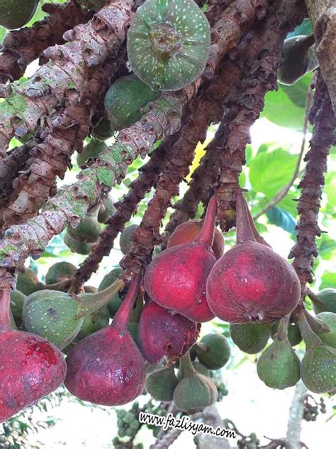 koleksi pokok tin buah hitam - Charles Chapman