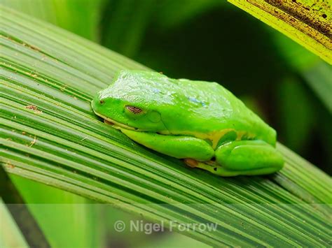 Red-eyed Tree Frog in camouflage mode, La Paz Gardens, Costa Rica