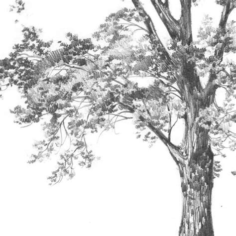 Realistic Tree Sketch: Original Pencil Drawing of a Single Tree