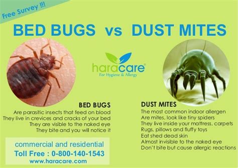 Bed bugs vs dust mite