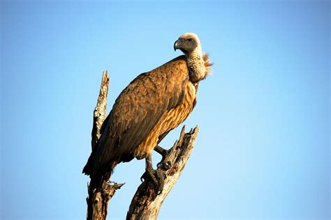 Close-Up Photography of Brown Vulture · Free Stock Photo