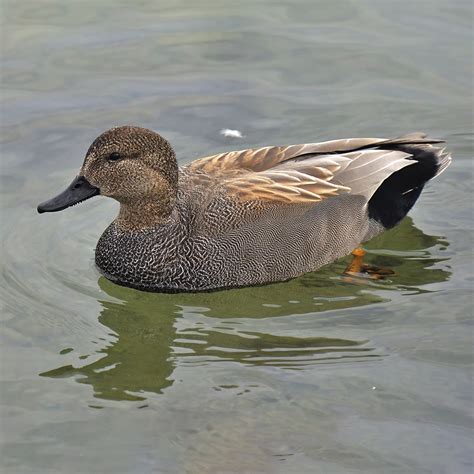 Gadwall | Faynan Heritage