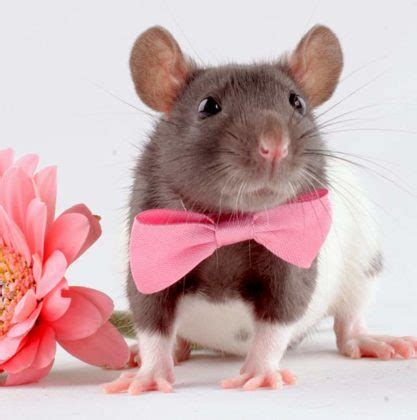 Fancy Rats - Finding And Caring For This Wonderful Critter