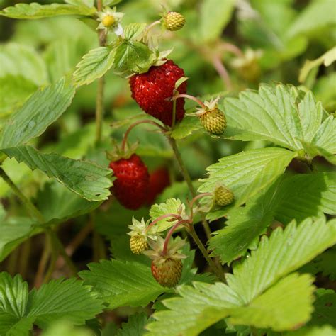 Wild strawberry, Fragaria virginiana, Maine native, edible – Wild Seed ...