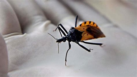 'Kissing bug' disease more deadly than thought - CNN