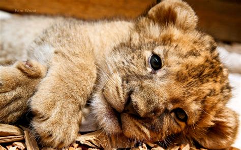 Cute Lion Cubs Wallpaper - WallpaperSafari