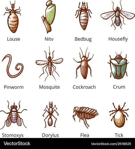 Types Of Insects And Their Names Unbeatable Offers | micoope.com.gt