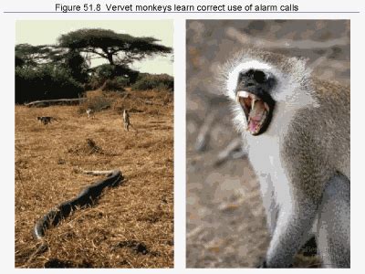 Figure 51.8 Vervet monkeys learn correct use of alarm calls