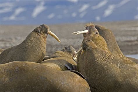 Fighting Walrus Stock Photos - Free & Royalty-Free Stock Photos from ...