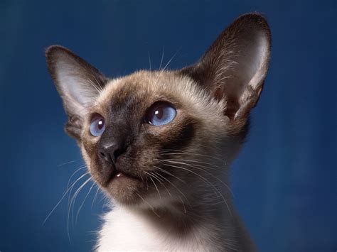 Cat Siamese Portrait · Free photo on Pixabay