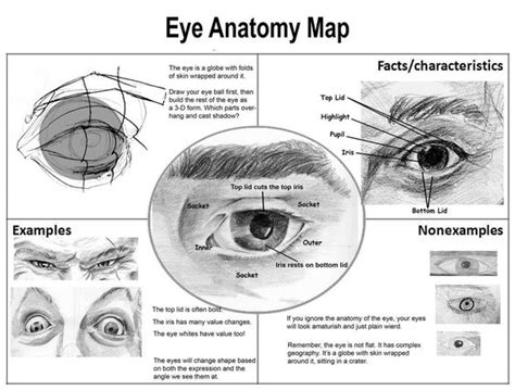 Anatomy Of Eye Socket