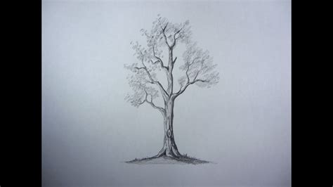 Incredible Compilation of Over 999 Tree Drawing Images, in Full 4K