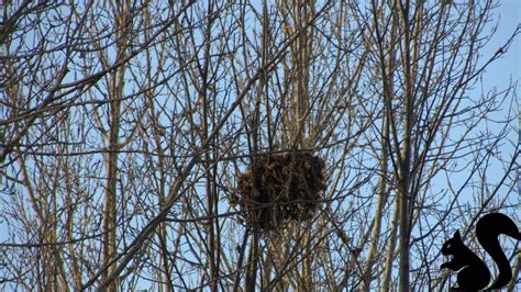 What Do Squirrel Nests Look Like?