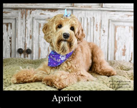 Lakewood Australian Labradoodles - Complete Guide to Labradoodle Colors