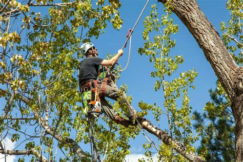 Tree Pruning Service | Tree Care | Austin Tree Trimming | Pruning Oak ...