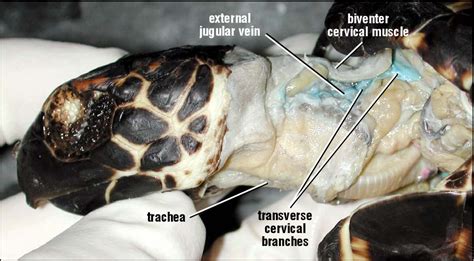 Sea Turtle Shell Anatomy