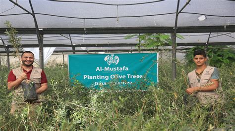 Olive Tree | Al Mustafa Welfare Trust