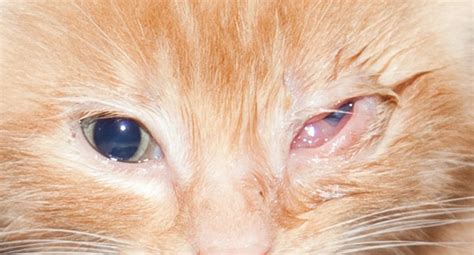 Cat Eye Infection Home Remedies, Causes, and Pictures | Dogs, Cats, Pets