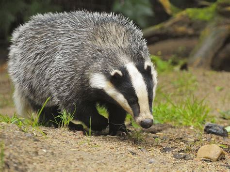 Badger - Diet, Breeding, Facts, Habitat, Pictures, Behavior, Life ...