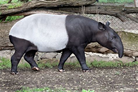 Malayan Tapir Photos, Malayan Tapir Images, Nature Wildlife Pictures ...