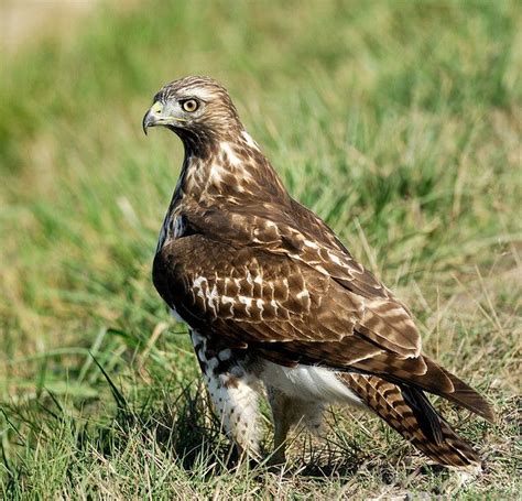 a brown and white bird standing in the grass