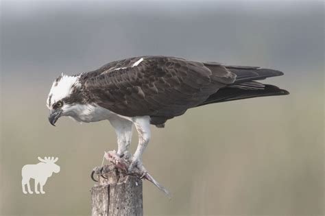 Osprey Vs Eagle: Who Would Win? — Forest Wildlife