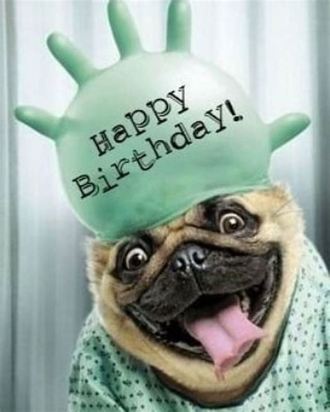 101 Funny Happy Birthday Dog Memes for Paw Lovers Everywhere | Happy ...