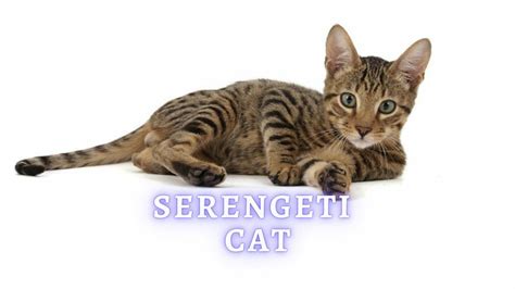 Serengeti Cat Breed History, Temperament and Care