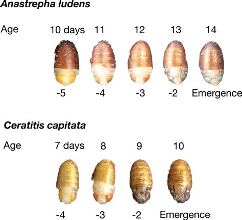 fruit fly pupae eye colors - Entomology Today